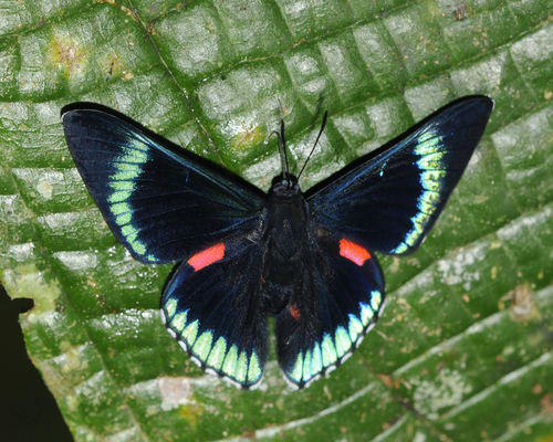 Mariposa rubíes rayados
