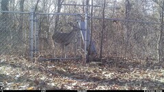 Odocoileus virginianus macrourus