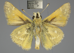 Hesperia assiniboia