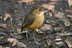 Grallaria quitensis