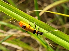 Chauliognathus imperialis