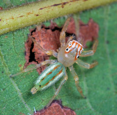 Telamonia