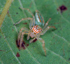 Telamonia