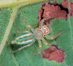 Telamonia
