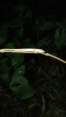 Anolis sericeus