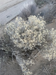 Atriplex canescens