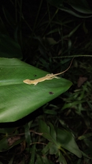 Anolis sericeus
