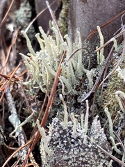 Cladonia subradiata
