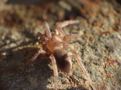Haplodrassus