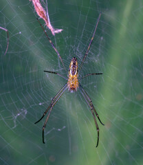 Nephila pilipes
