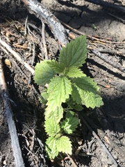 Urtica magellanica