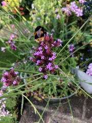 Bombus terrestris audax