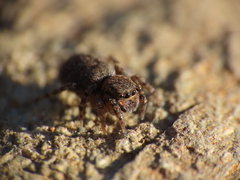 Euophrys