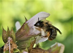 Anthophora furcata