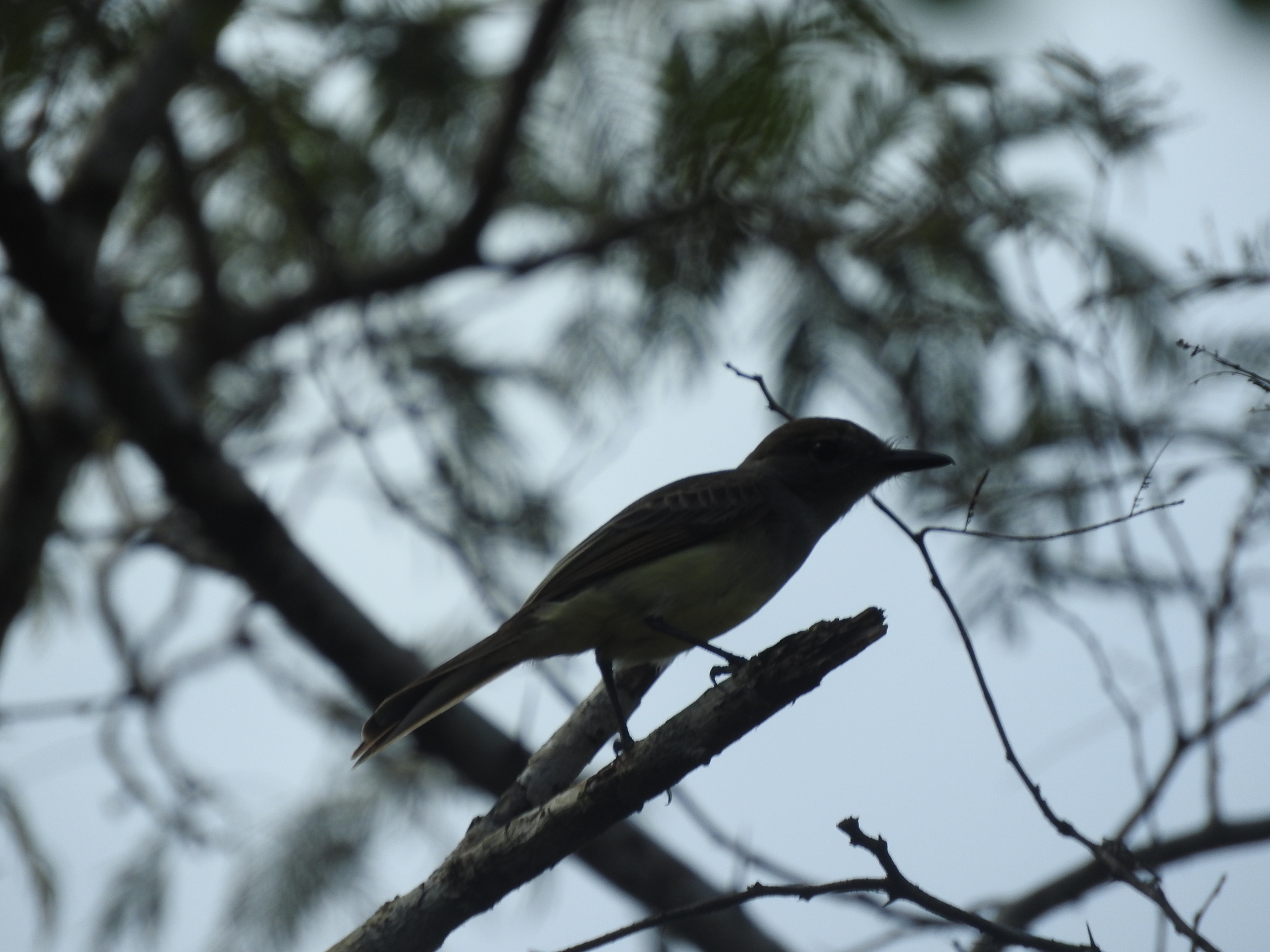 Yucatan Flycatcher (Myiarchus yucatanensis), photo 4