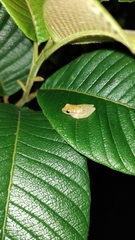 Dendropsophus microcephalus