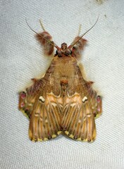Sosxetra grata