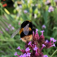 Bombus terrestris audax