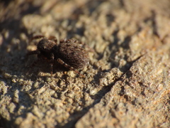 Euophrys