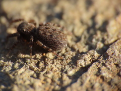 Euophrys