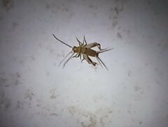Gryllodes sigillatus