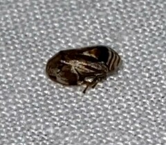 Clastoptera obtusa