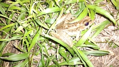 Lithobates brownorum