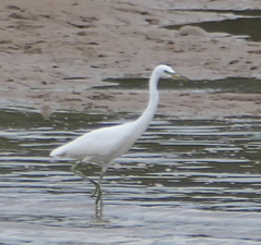 Egretta eulophotes