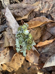 Parmotrema submarginale