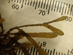Fucus cottonii