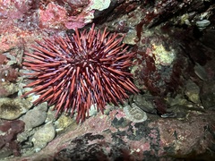 Mesocentrotus franciscanus