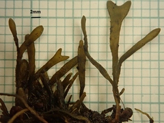 Fucus cottonii