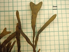 Fucus cottonii