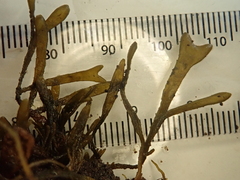 Fucus cottonii