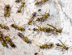 Ropalidia ornaticeps