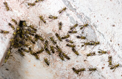 Ropalidia ornaticeps