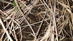 Leptodactylus melanonotus