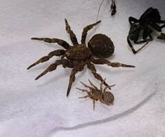 Cryptothele sundaica