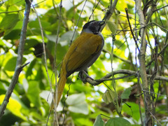 Saltator atriceps