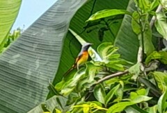 Pericrocotus cinnamomeus