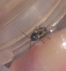 Cryptocephalus vittatus