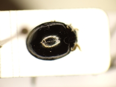 Oenopia impustulata