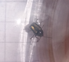 Cryptocephalus vittatus