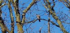 Columba palumbus