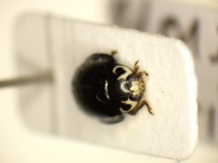 Oenopia impustulata
