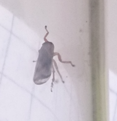 Neophilaenus albipennis