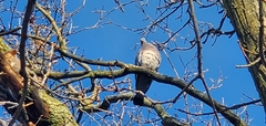 Columba palumbus