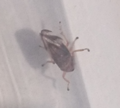 Neophilaenus albipennis