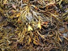 Pelvetia canaliculata