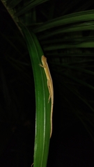 Anolis sericeus
